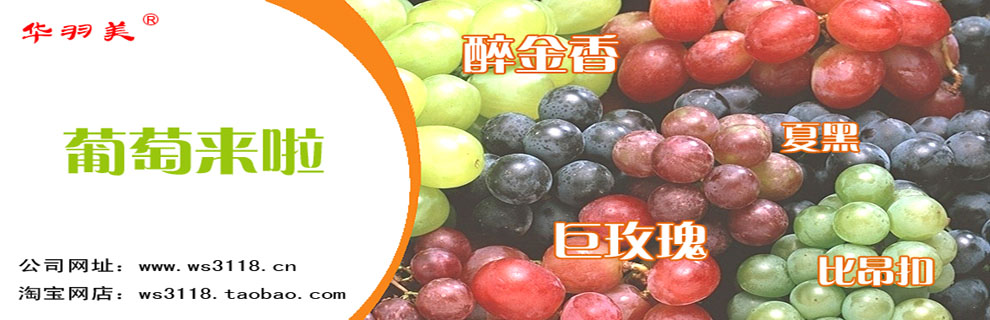 南汇葡萄：上海南汇葡萄